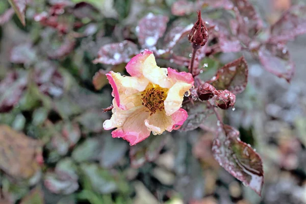 Rosée Matinale Sur Une Rose Bicolore Sibérie — Photo