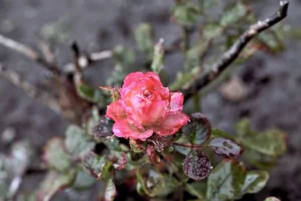 Orvalho Manhã Uma Rosa Aumentou Sibéria — Fotografia de Stock