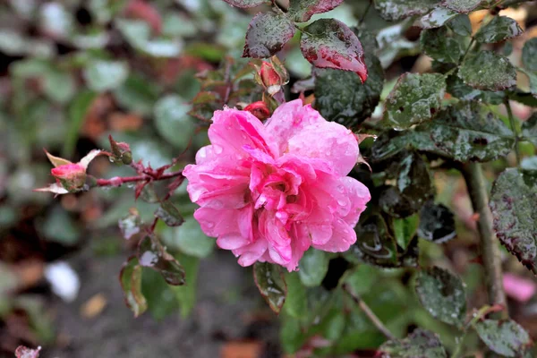 Orvalho Manhã Uma Rosa Aumentou Sibéria — Fotografia de Stock