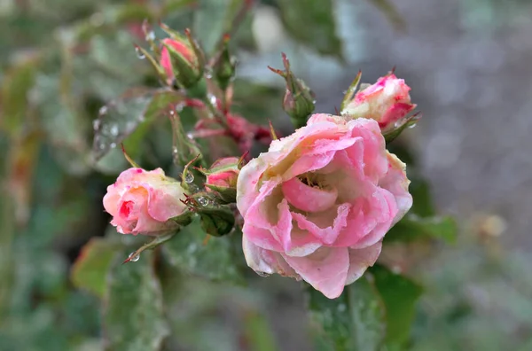 Morning Dew Bicolor Rose Siberia — Stock Photo, Image