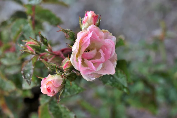 Rocío Mañana Una Rosa Bicolor Siberia —  Fotos de Stock