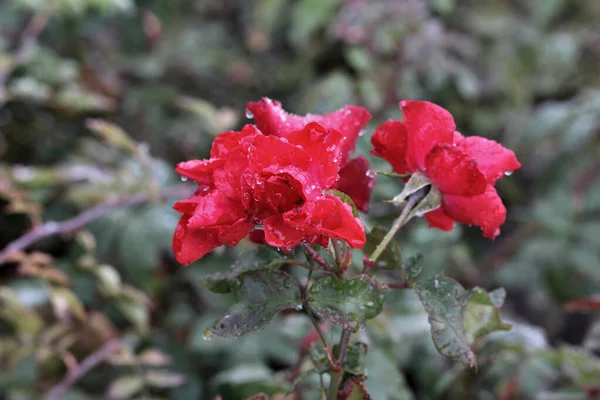 Morgentau Auf Einer Roten Rose Sibirien — Stockfoto