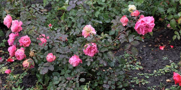 Morgentau Auf Einer Rosa Rose Sibirien — Stockfoto