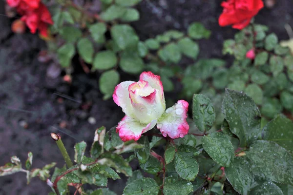 Rugiada Del Mattino Una Rosa Bicolore Siberia — Foto Stock