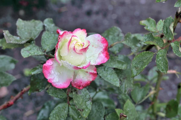 Rocío Mañana Una Rosa Bicolor Siberia —  Fotos de Stock