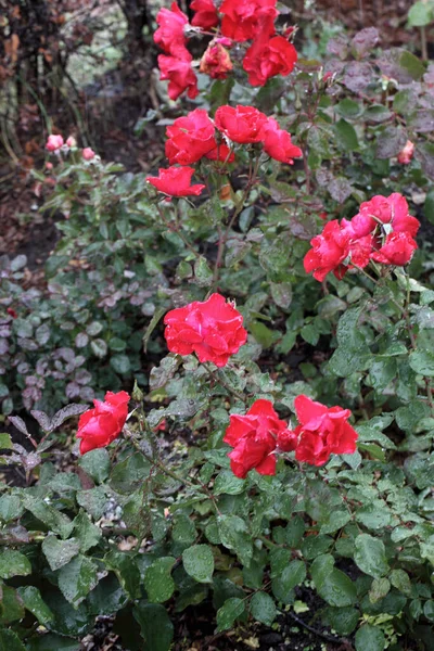 Morgentau Auf Einer Roten Rose Sibirien — Stockfoto