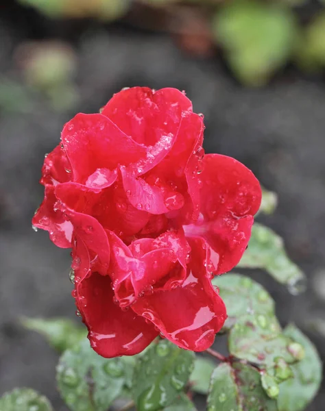 Morning Dew Red Rose Siberia — Stock Photo, Image