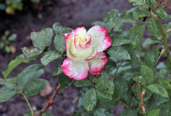 Morgentau Auf Einer Zweifarbigen Rose Sibirien — Stockfoto