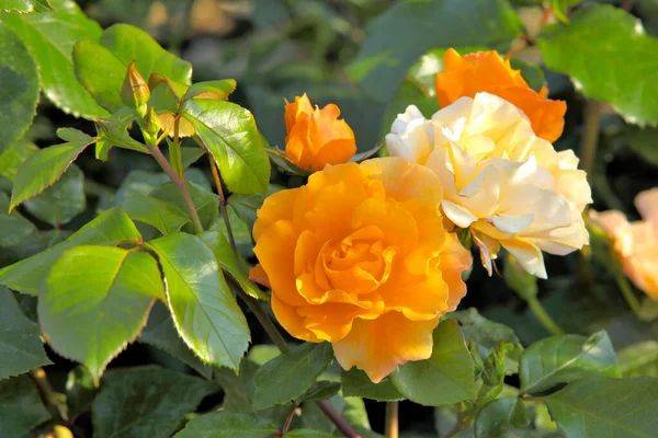 Sibirya 'da sarı bir gülün üzerindeki sabah çiyleri