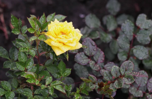 Orvalho Manhã Uma Rosa Amarela Sibéria — Fotografia de Stock