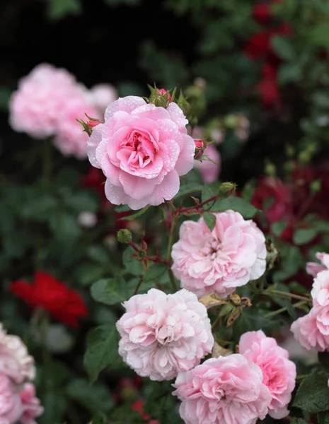 Sibirya 'da pembe bir gülün üzerindeki sabah çiği