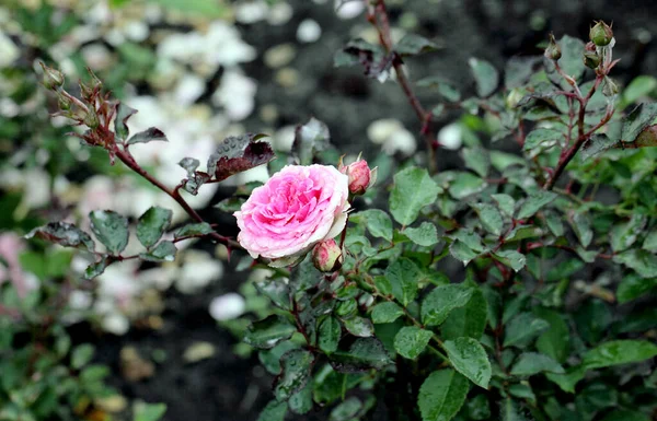 Morning Dew Pink Rose Siberia — Stock Photo, Image