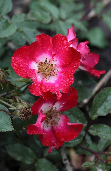 Rugiada Del Mattino Una Rosa Rossa Siberia — Foto Stock