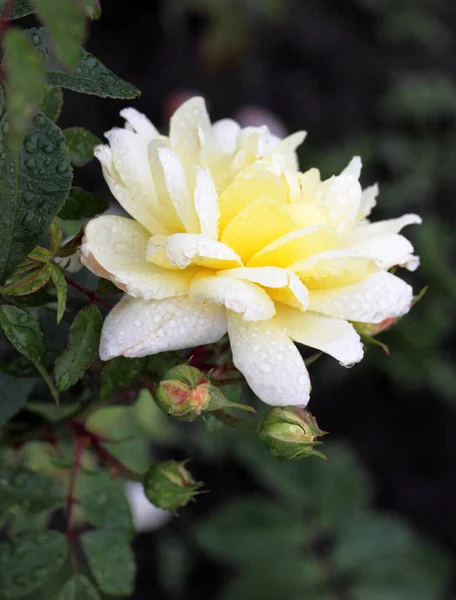 Ranní Rosa Žluté Růži Sibiři — Stock fotografie