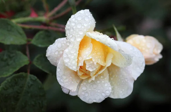 西伯利亚黄玫瑰上的晨露 — 图库照片