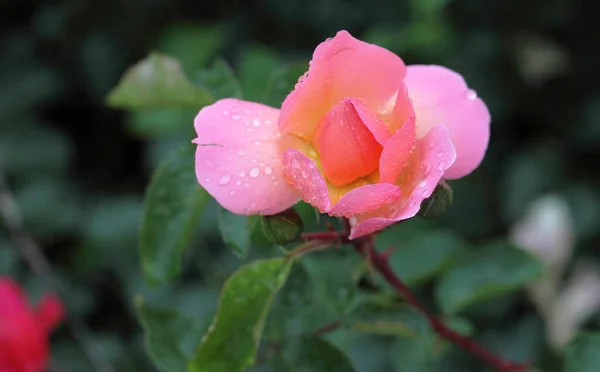 Morning Dew Pink Rose Siberia — Stock Photo, Image