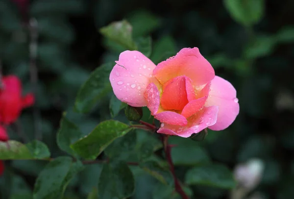 Rocío Mañana Una Rosa Rosa Siberia —  Fotos de Stock