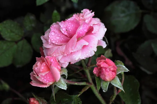 Morning Dew Pink Rose Siberia — Stock Photo, Image