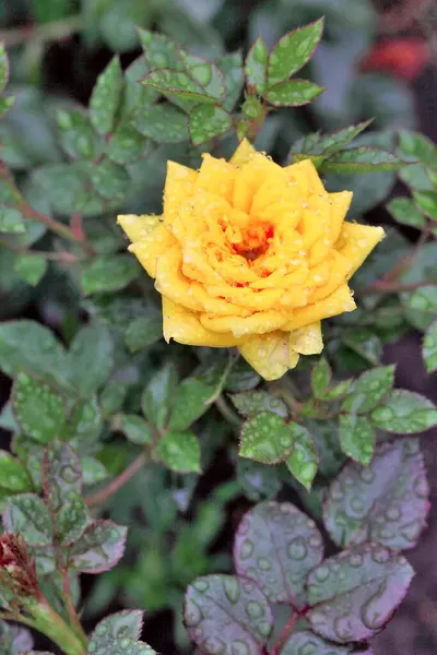 Ранкова Роса Жовтій Троянді Сибіру — стокове фото