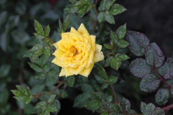 Morgentau Auf Einer Gelben Rose Sibirien — Stockfoto