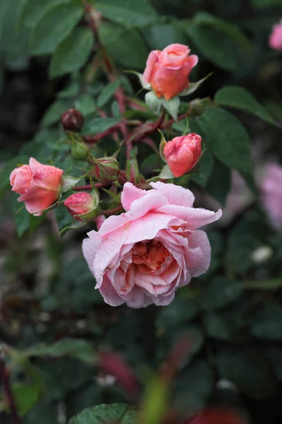 Morning Dew Pink Rose Siberia — Stock Photo, Image