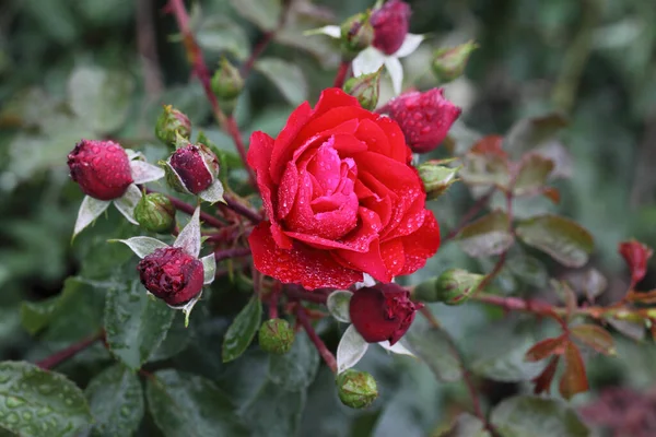 Rugiada Del Mattino Una Rosa Rossa Siberia — Foto Stock