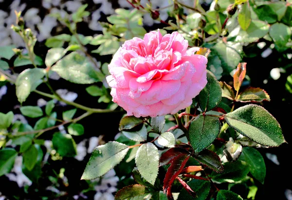 Morgentau Auf Einer Rosa Rose Sibirien Stockbild