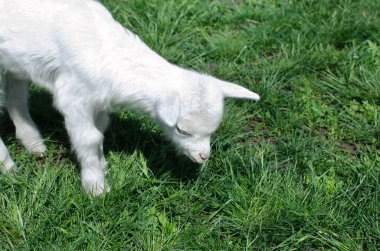 Küçük keçi Küçük beyaz