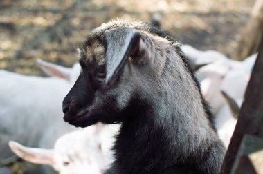 Bahçede küçük keçiler yürüyor, tarım...
