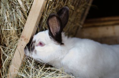 Tavşan içeriği tarım, tavşan California