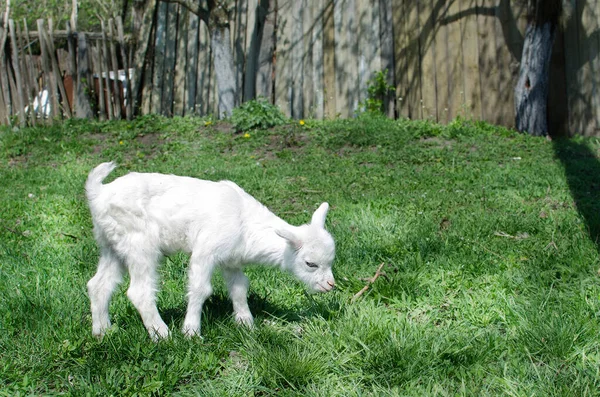 Liten Get Liten Vit — Stockfoto