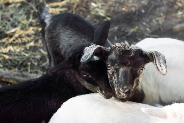 Bahçede küçük keçiler yürüyor, tarım...