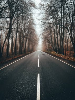 Sonbahar ormanında sabah erkenden mükemmel bir yol.