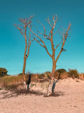 Baltık, deniz, sahil, kum, güneş, güzellik, su, dalga