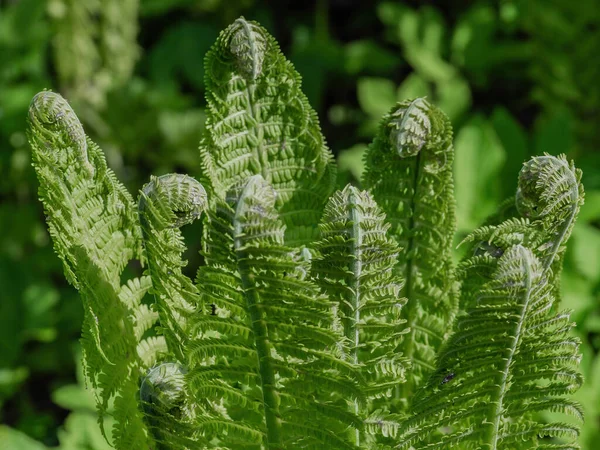 Uma Planta Samambaia Verde Floresta — Fotografia de Stock