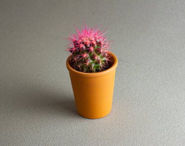 Masadaki küçük bir tencerede pembe kaktüs. Ev bitkileri. Kapalı bahçe