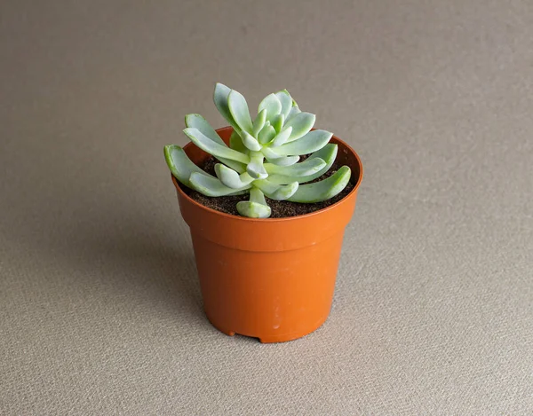 多肉植物や他の小さな屋内植物と屋内園芸 — ストック写真