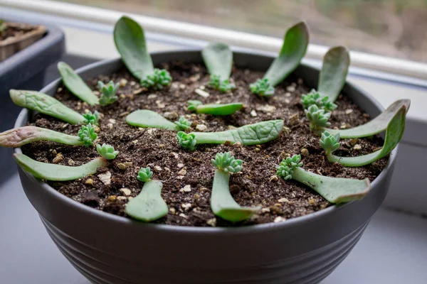 Baby Succulents Germination Pot — Stock Photo, Image