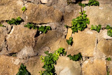 Taş bir duvarın dokusu. Eski kale taşından duvar dokusu. Arka plan ya da doku olarak taş duvar. Bir taş duvarın parçası, arkaplan veya doku için.