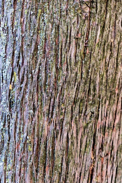 추상적 목질의 코르크참나무의 울퉁불퉁 갈라진 표면을 감아서 것이다 — 스톡 사진