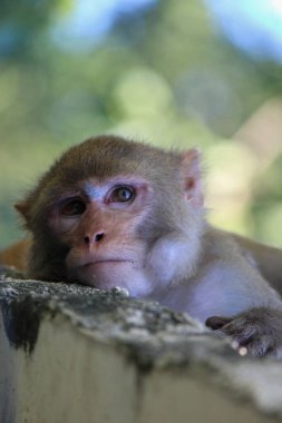  An image of a monkey sitting on a rock