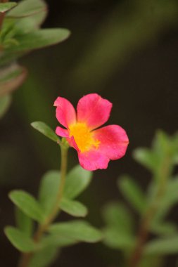 A close-up image of a Red Moss-rose purslane flower