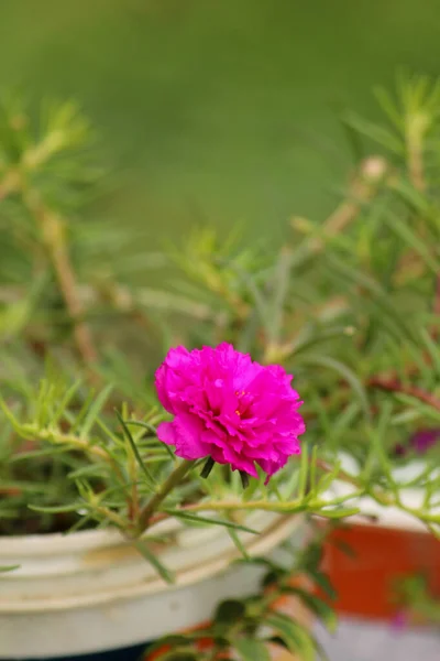 A close-up image of a Pink Moss-rose purslane flower