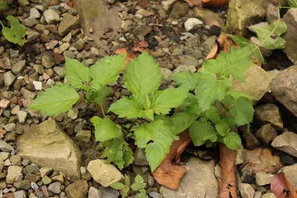 Uma Imagem Contém Praxelis Clematidea Plant — Fotografia de Stock