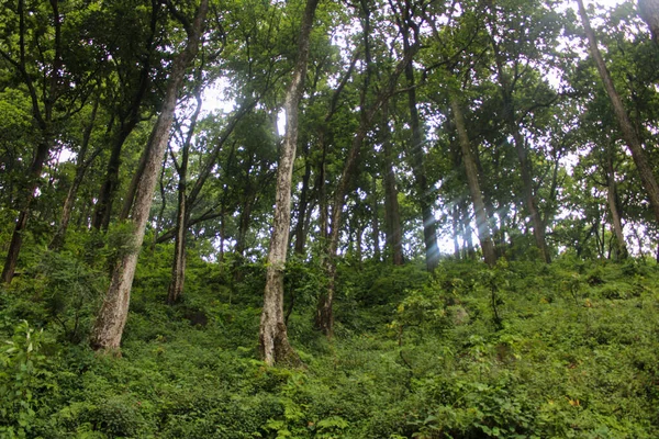 Selva Verão Contém Plantas Árvores — Fotografia de Stock
