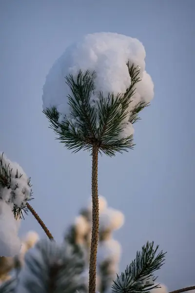 La cima di un abete rosso con una palla di neve in cima — Foto Stock