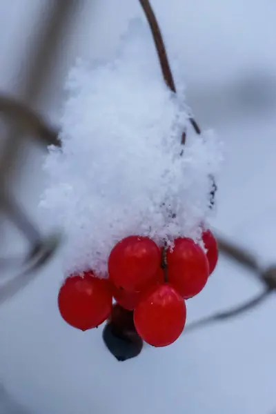 A branch with a bunch of red viburnum berries and snow on top — Stock Photo, Image