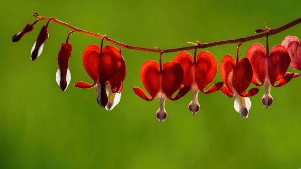 Kwitnąca czerwono-biała dicentra lub krwawiące zbliżenie serca, niewyraźne tło — Zdjęcie stockowe