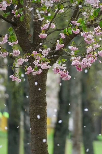 Spadające płatki kwiatów wiśni w sezonie wiosennym - sakura — Zdjęcie stockowe