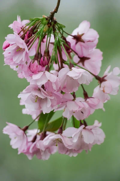 Różowy kwiat wiśni na zielonym rozmytym tle, piękne kwiaty sakura — Zdjęcie stockowe